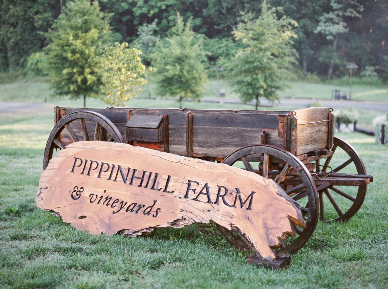 Pippin Hill Wedding Photos | Molly Carr Photography | Lauren Emerson Events | Pippin Hill Farm & Vineyard | Misty Morning at Pippin Hill in Charlottesville, Virginia