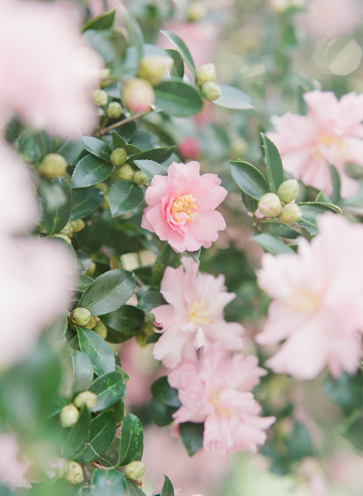 Boone Hall wedding photographer | Charleston, South Carolina | Pink roses | Wedding flowers