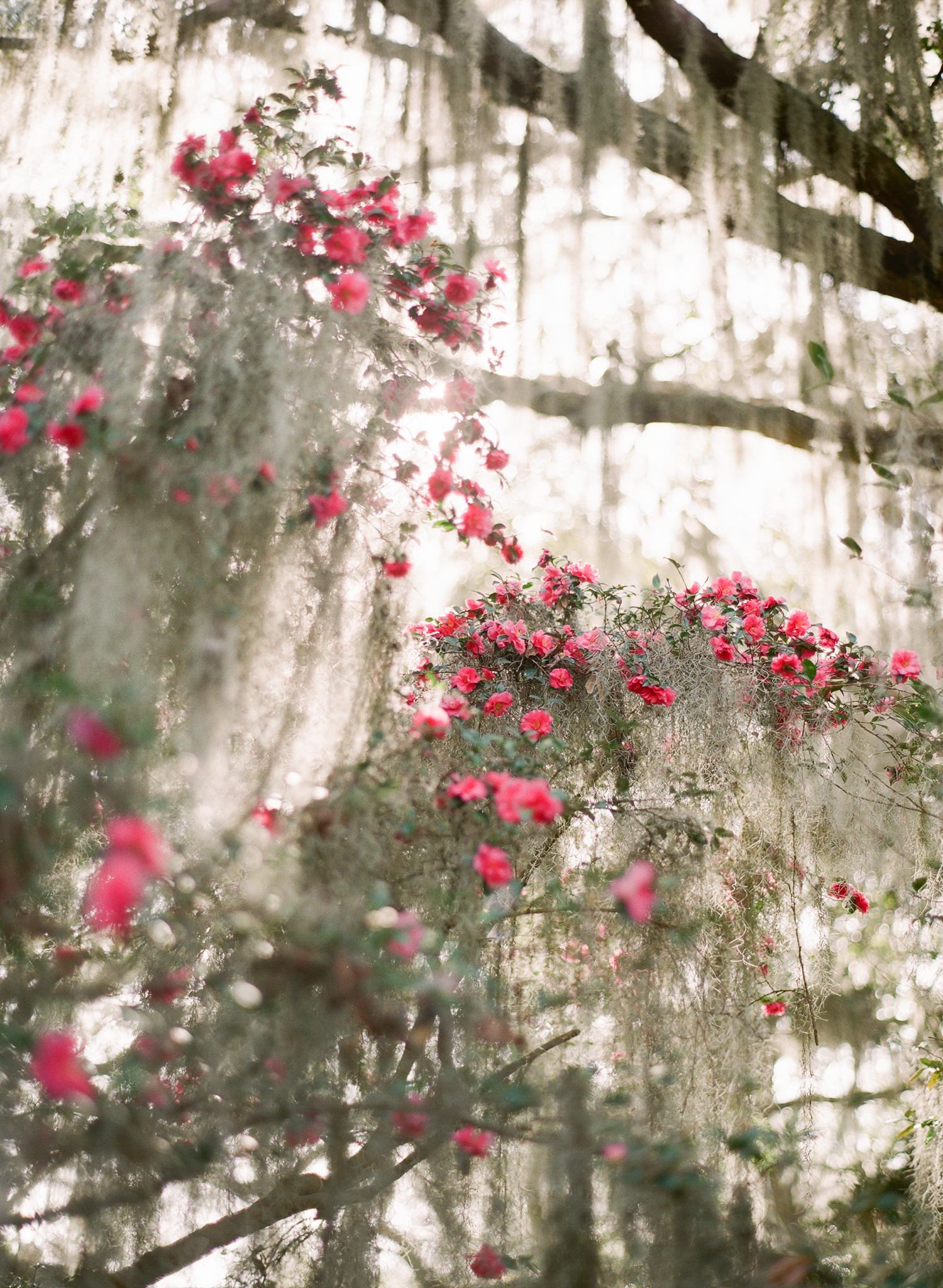 Legare Waring House Wedding Photography | Charleston Wedding Photographer | Charleston Film Photographer | Molly Carr Photography | The Petal Report | Moss Covered Pink Roses