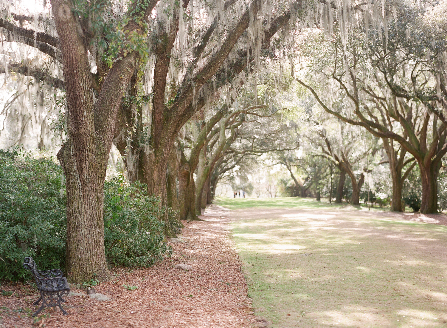 Legare Waring House Wedding Photography | Charleston Wedding Photographer | Charleston Film Photographer | Molly Carr Photography | The Petal Report | Plantation House in South Carolina | Moss Covered Oak Trees
