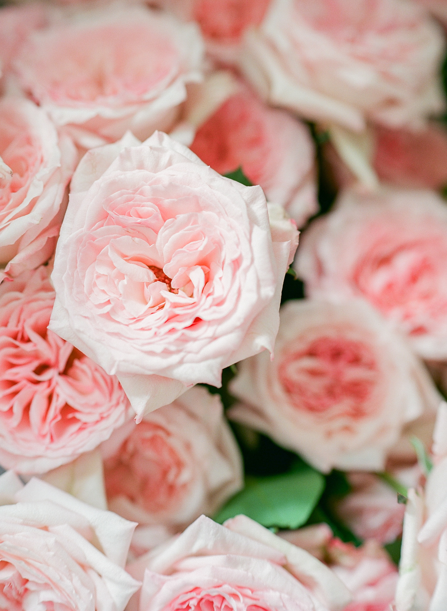 Luxury Film Photographer | Spring Florals | Isibeal Studio | Molly Carr Photography
