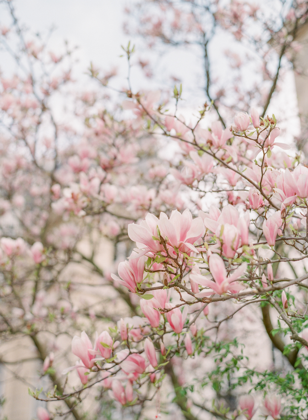 Paris Spring Photography | Molly Carr Photography | France | Paris Film Photos | Best Spring Flowers in Paris