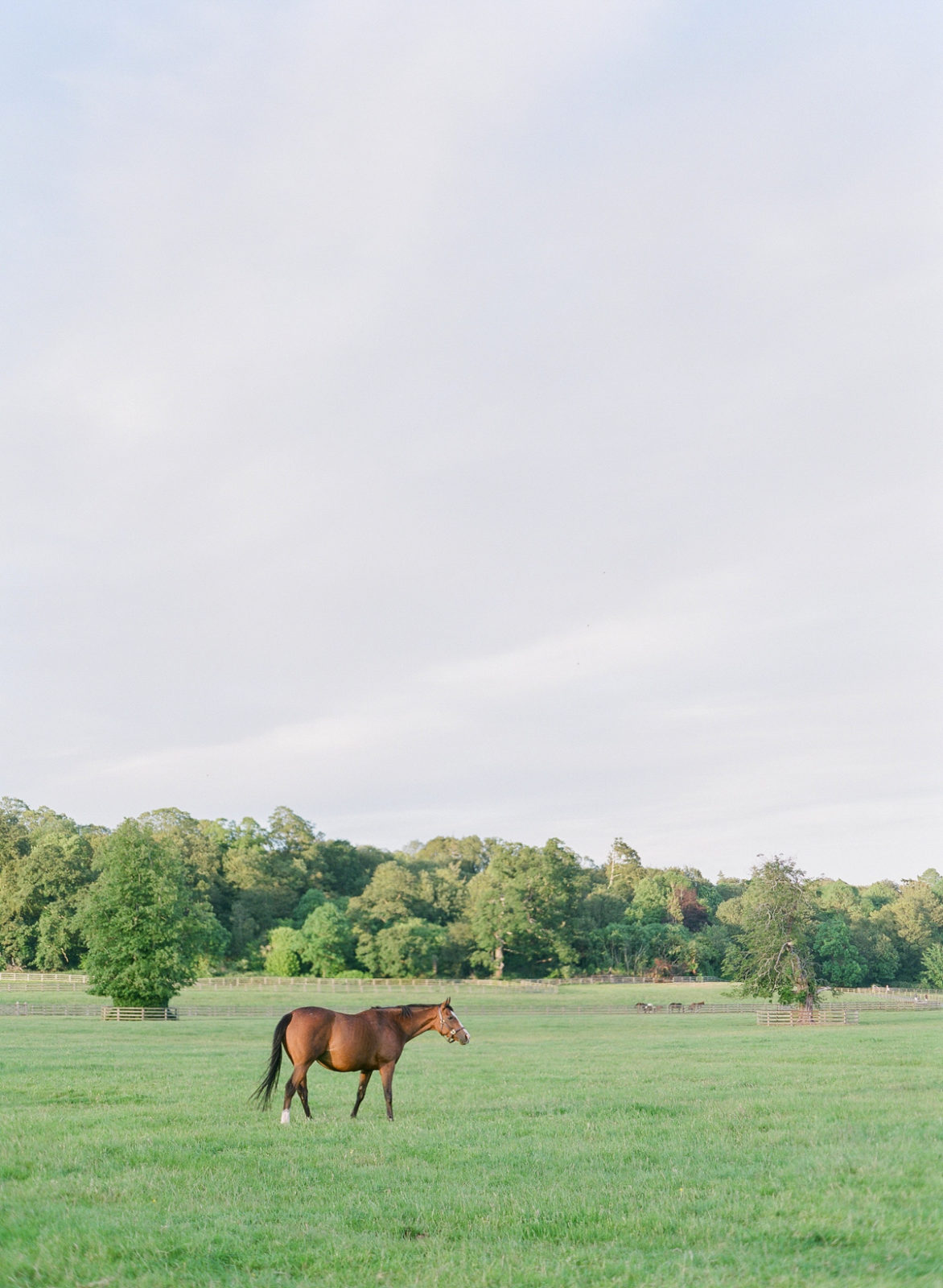 Ireland Film Photographer | Molly Carr Photography | Irish Countryside with Horses at Mount Juliet Estate