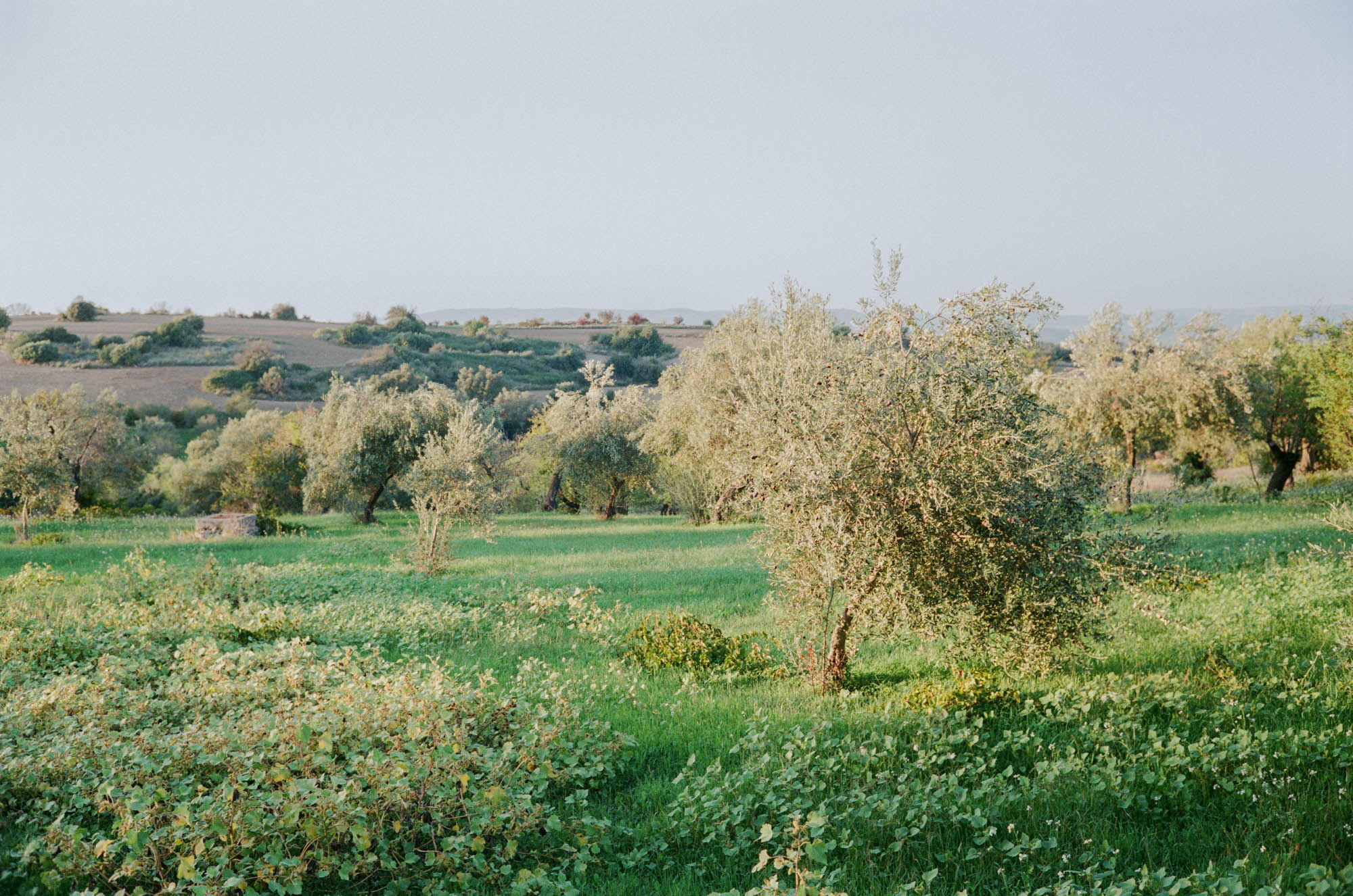 Sicily Wedding Photographer | Italy Film Photos | Molly Carr Photography | Noto