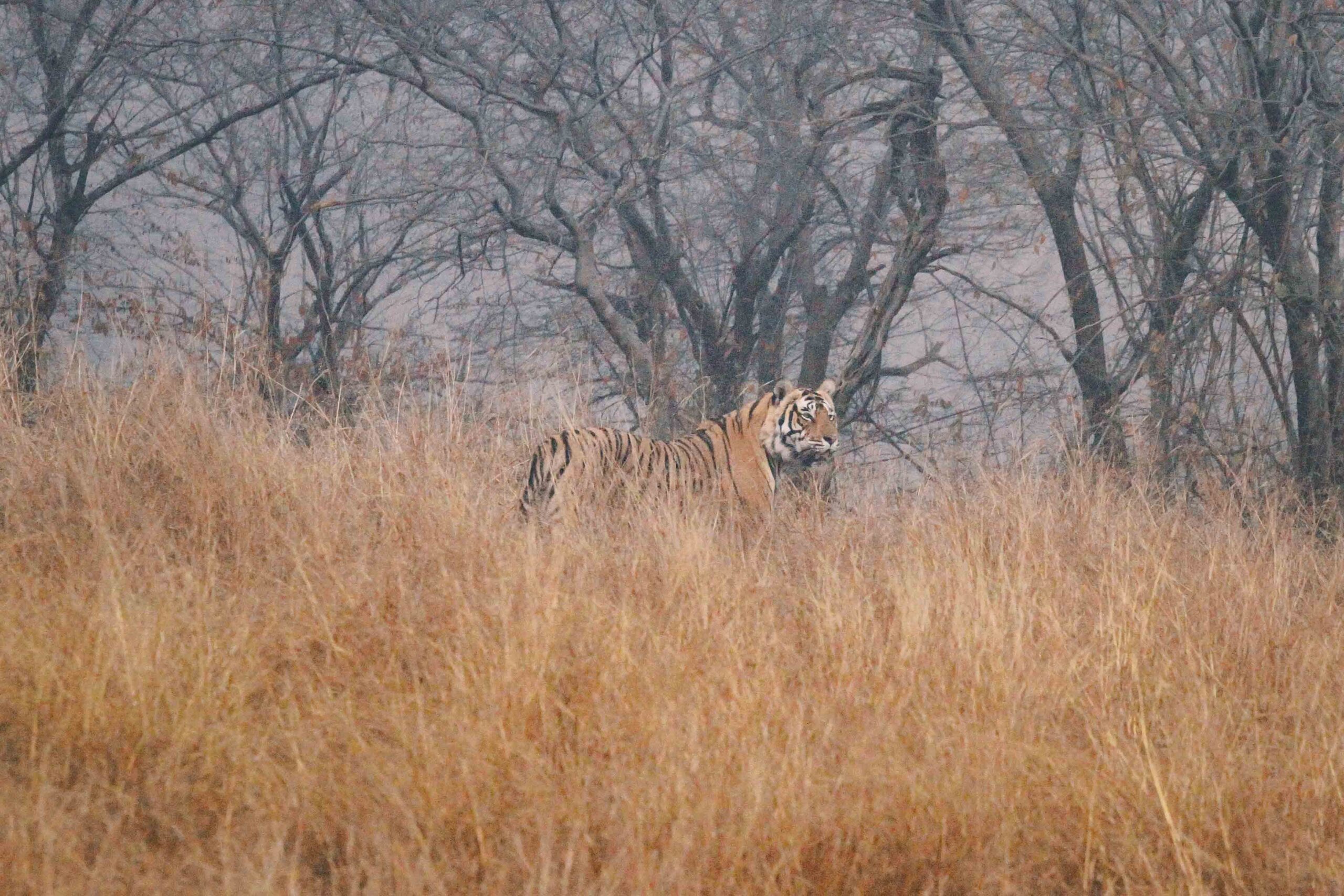 Aman India | Aman-i-Khas | Ranthambore Tiger Safari | Rajasthan Luxury Travel Guide | Molly Carr Photography
